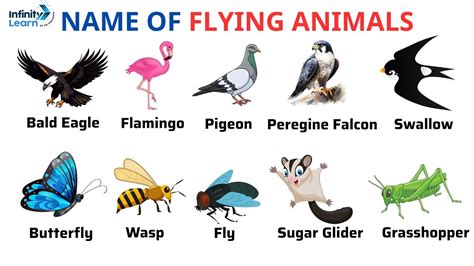 air animals pictures with names|Flying Animals Photos and Premium High Res Pictures .
